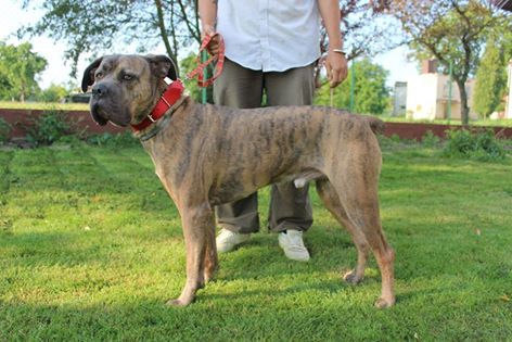 Pies w typie cane corso. Znaleziony na ulicy w Jaśle 13 czerwca. 